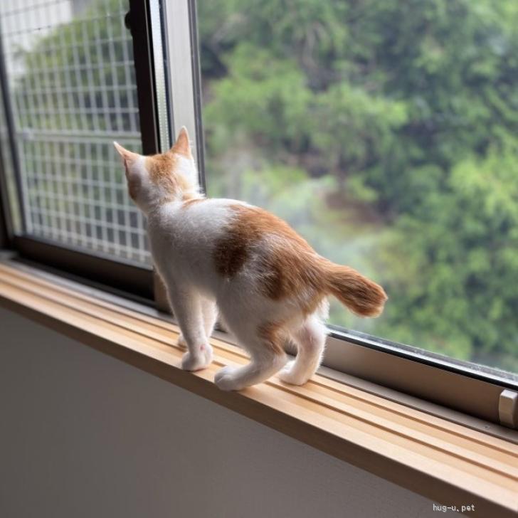 猫の里親募集】千葉県・雑種・7/26高田馬場☆つぶらな瞳の愛されboy