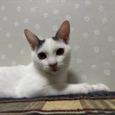 雑種