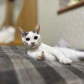 雑種