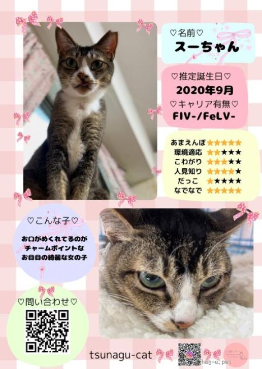 猫の里親募集】埼玉県・雑種・お目めが宝石みたいなスーちゃん（ID