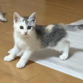 雑種