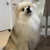 ポメラニアン