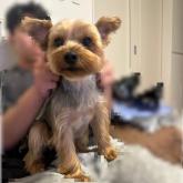 ヨークシャーテリア