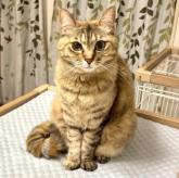 雑種