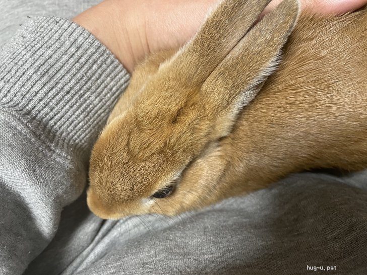 小動物の里親募集】埼玉県・ウサギ・21年9月生まれのネザーランドドワーフの女の子です（ID:2203-00085）｜ハグー -みんなのペット里親情報