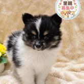 ポメラニアン