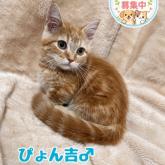 マンチカン