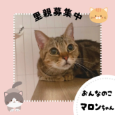マンチカン