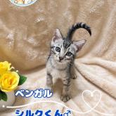 ベンガル