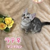 マンチカン
