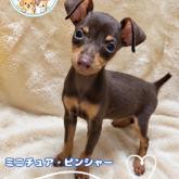 ミニチュアピンシャー