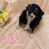チワワ(ロング)