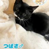 スコティッシュフォールド