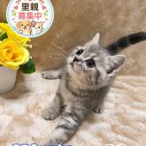スコティッシュフォールド
