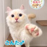 キンカロー