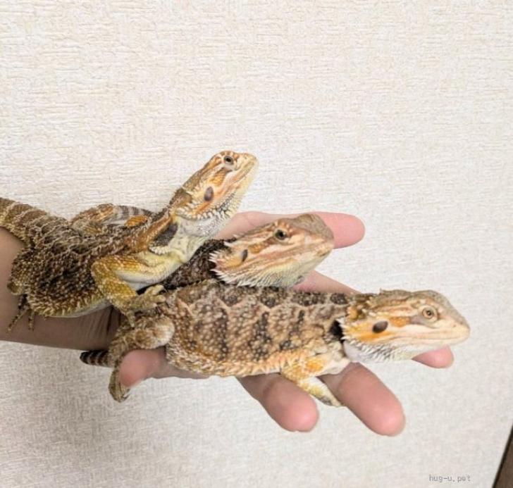 爬虫類・その他の里親募集】茨城県・トカゲ・フトアゴヒゲトカゲ 6