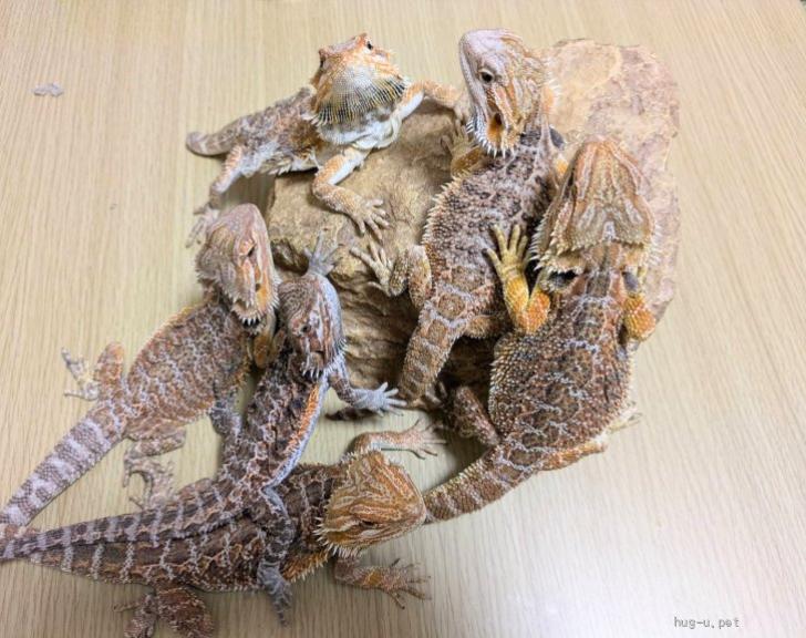 爬虫類・その他の里親募集】茨城県・トカゲ・フトアゴヒゲトカゲ 6