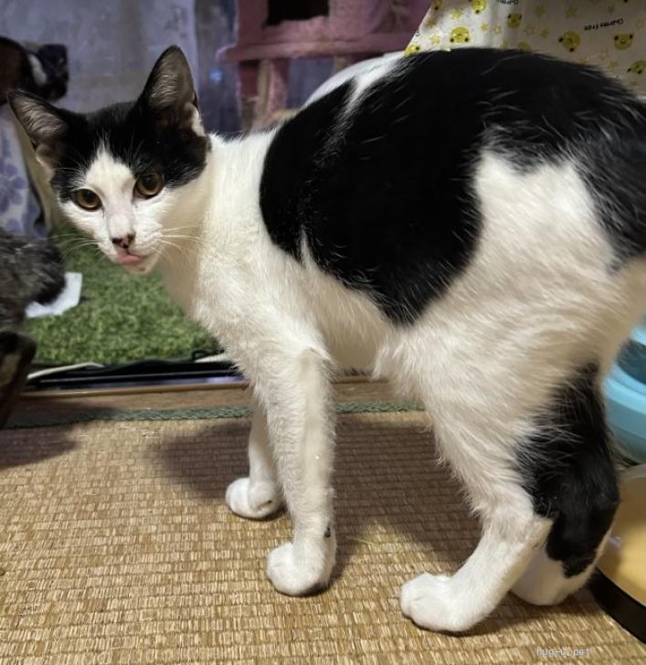 猫の里親募集】福島県・雑種・綺麗なハチワレちゃん子猫（ID:2603