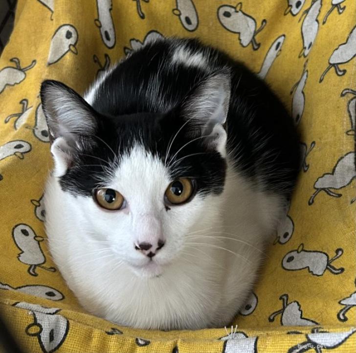 猫の里親募集】福島県・雑種・綺麗なハチワレちゃん子猫（ID:2603