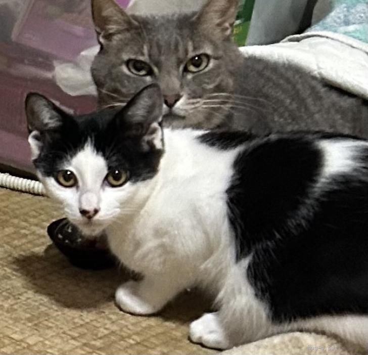 猫の里親募集】福島県・雑種・綺麗なハチワレちゃん子猫（ID:2603