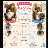 雑種