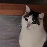 雑種