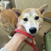 柴犬