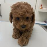 トイプードル