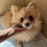 ポメラニアン