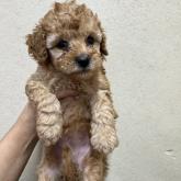 トイプードル