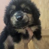 カニンヘンダックスフンド(ロング)