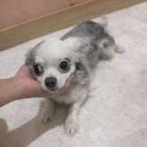 チワワ(ロング)