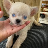 チワワ(ロング)