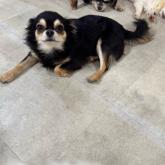 チワワ(ロング)