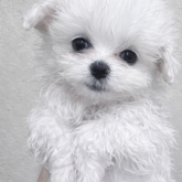 ビションフリーゼ