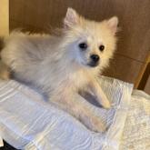 ポメラニアン