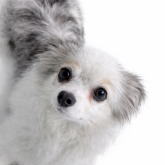 チワワ(ロング)