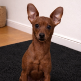 ミニチュアピンシャー