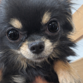 チワワ(ロング)