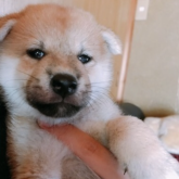 柴犬