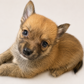 柴犬