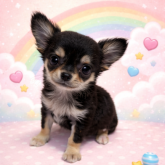 チワワ(ロング)