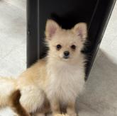 ポメラニアン