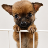 柴犬