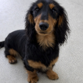 ミニチュアダックスフンド(ロング)