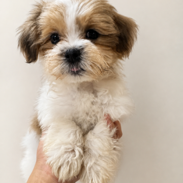 犬 × シーズーの里親募集一覧｜ハグー -みんなのペット里親情報