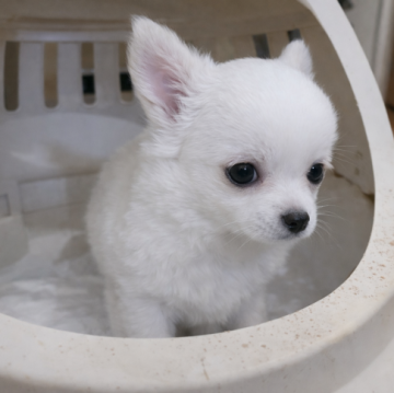 犬 × 神奈川県 × チワワ(ロング)の里親募集一覧｜ハグー -みんなの