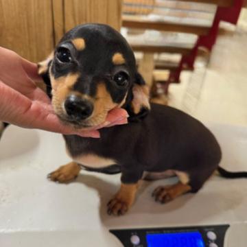 犬 × 埼玉県の里親募集一覧｜ハグー -みんなのペット里親情報