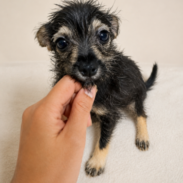 犬の里親募集】岡山県・柴犬・柴犬 むぎ（ID:2602-00838）｜ハグー