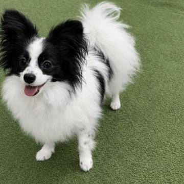 犬 × 香川県 × パピヨンの里親募集一覧｜ハグー -みんなのペット里親情報